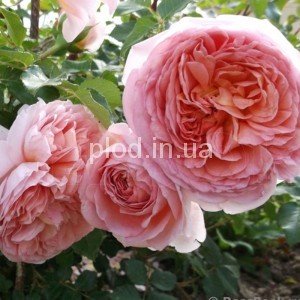 Абрахам Дерби  (Abraham Darby)